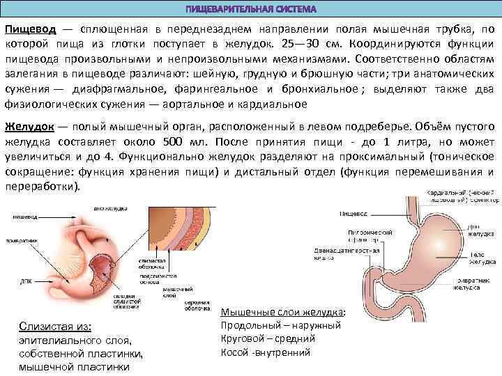 Пищевод — сплющенная в переднезаднем направлении полая мышечная трубка, по которой пища из глотки