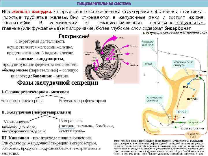Все железы желудка, которые являются основными структурами собственной пластинки простые трубчатые железы. Они открываются
