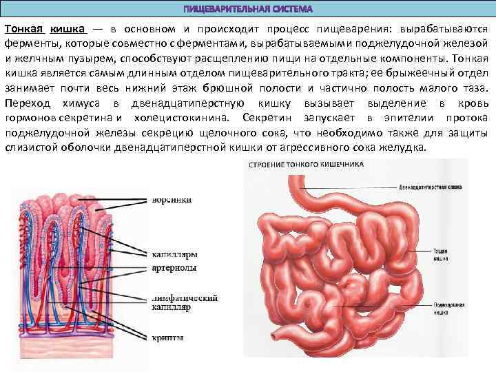Тонкая кишка — в основном и происходит процесс пищеварения: вырабатываются ферменты, которые совместно с