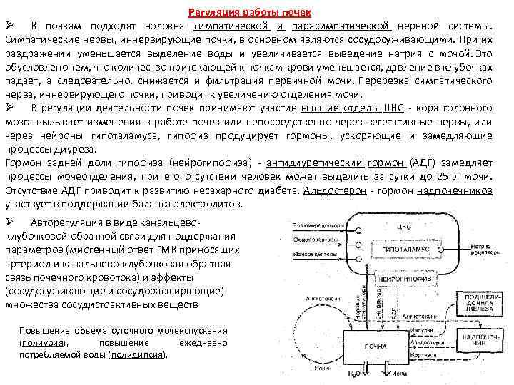 Регуляция работы почек Ø К почкам подходят волокна симпатической и парасимпатической нервной системы. Симпатические