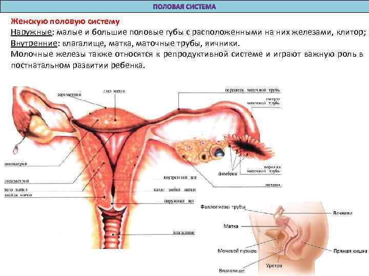 Женскую половую систему Наружные: малые и большие половые губы с расположенными на них железами,