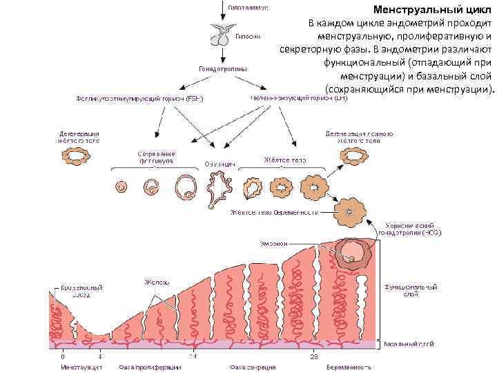Менструальный цикл В каждом цикле эндометрий проходит менструальную, пролиферативную и секреторную фазы. В эндометрии