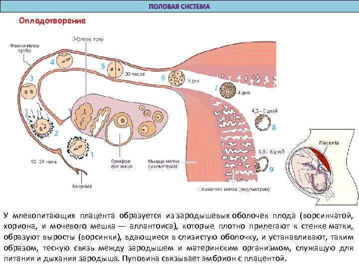 Оплодотворение У млекопитающих плацента образуется из зародышевых оболочек плода (ворсинчатой, хориона, и мочевого мешка
