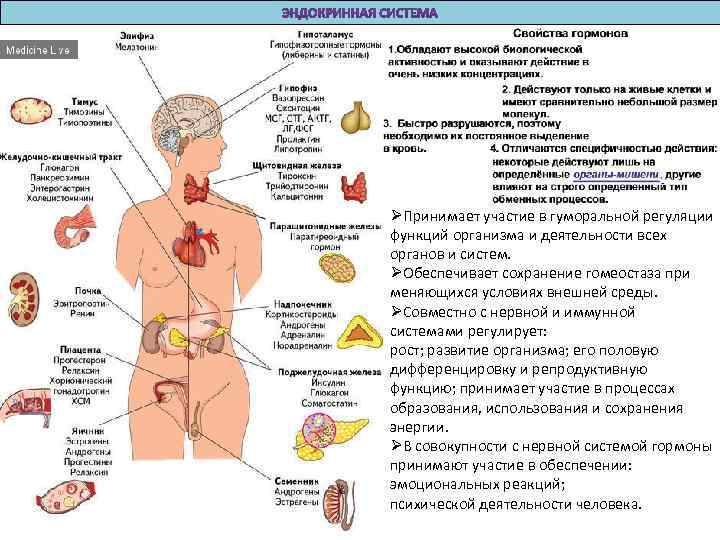 ØПринимает участие в гуморальной регуляции функций организма и деятельности всех органов и систем. ØОбеспечивает