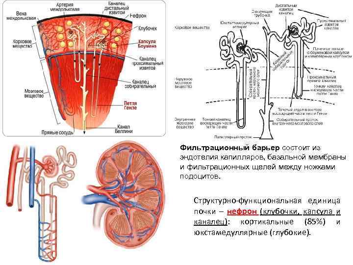 Фильтрационный барьер состоит из эндотелия капилляров, базальной мембраны и фильтрационных щелей между ножками подоцитов.