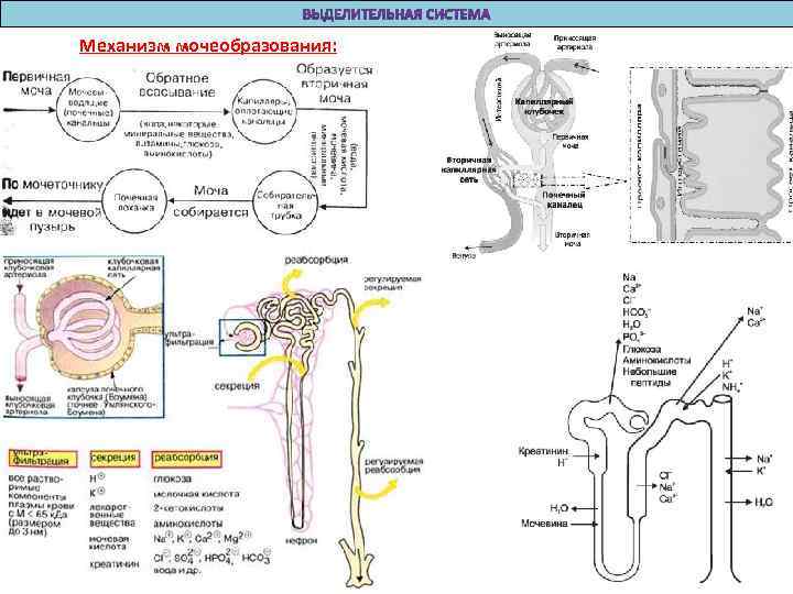 Механизм мочеобразования схема