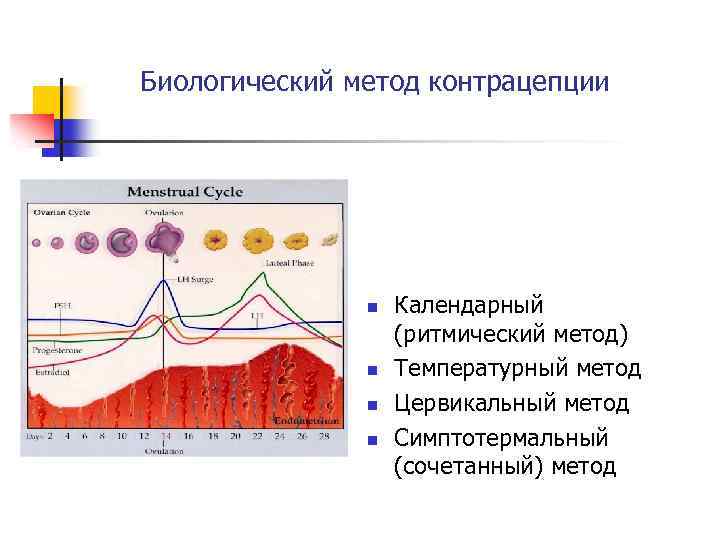 Биологический метод контрацепции n n Календарный (ритмический метод) Температурный метод Цервикальный метод Симптотермальный (сочетанный)