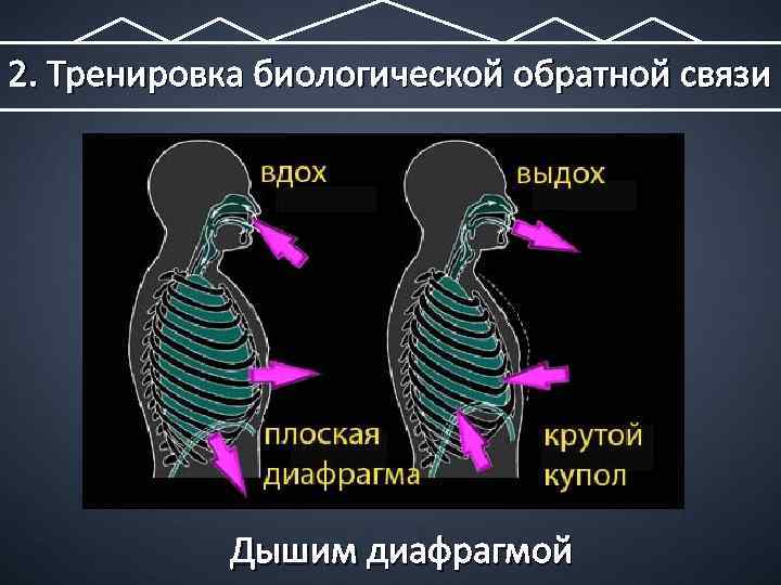 2. Тренировка биологической обратной связи Дышим диафрагмой 