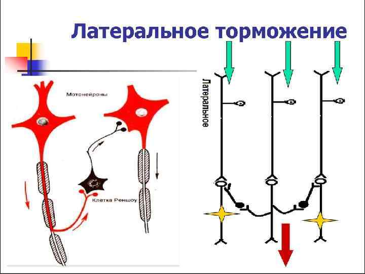 Схему развития внутреннего торможения в результате неподкрепления и отставания подкрепления