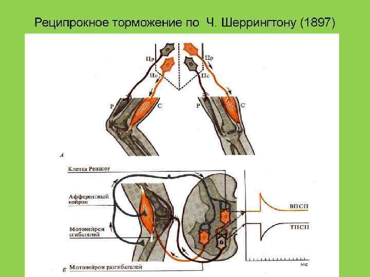 Схему развития внутреннего торможения в результате неподкрепления и отставания подкрепления