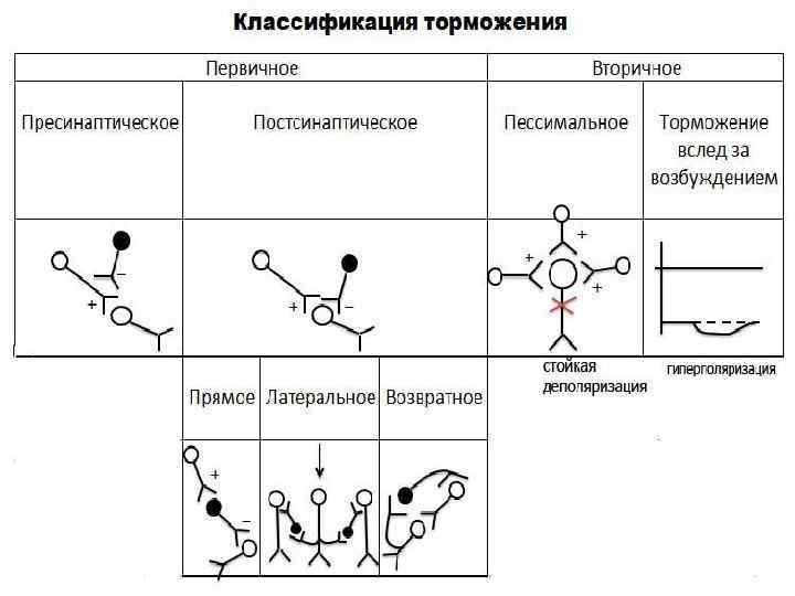 Схему развития внутреннего торможения в результате неподкрепления и отставания подкрепления