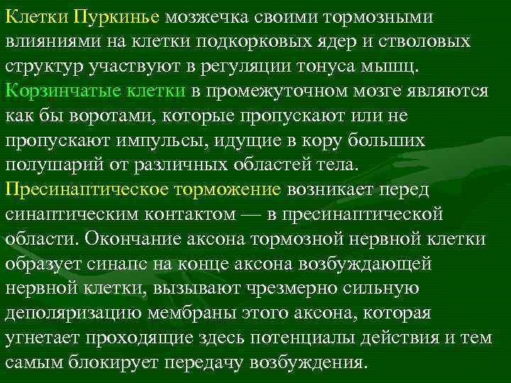 Клетки Пуркинье мозжечка своими тормозными влияниями на клетки подкорковых ядер и стволовых структур участвуют