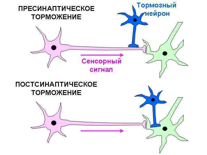 Схему развития внутреннего торможения в результате неподкрепления и отставания подкрепления