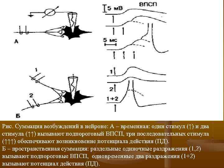 Рис. Суммация возбуждений в нейроне: А – временная: один стимул (↑) и два стимула