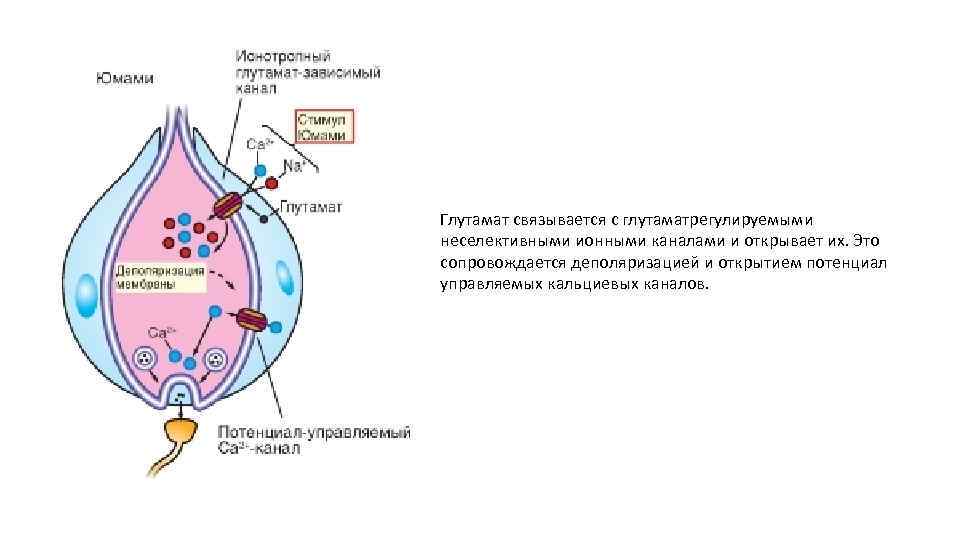 Глутамат связывается с глутаматрегулируемыми неселективными ионными каналами и открывает их. Это сопровождается деполяризацией и