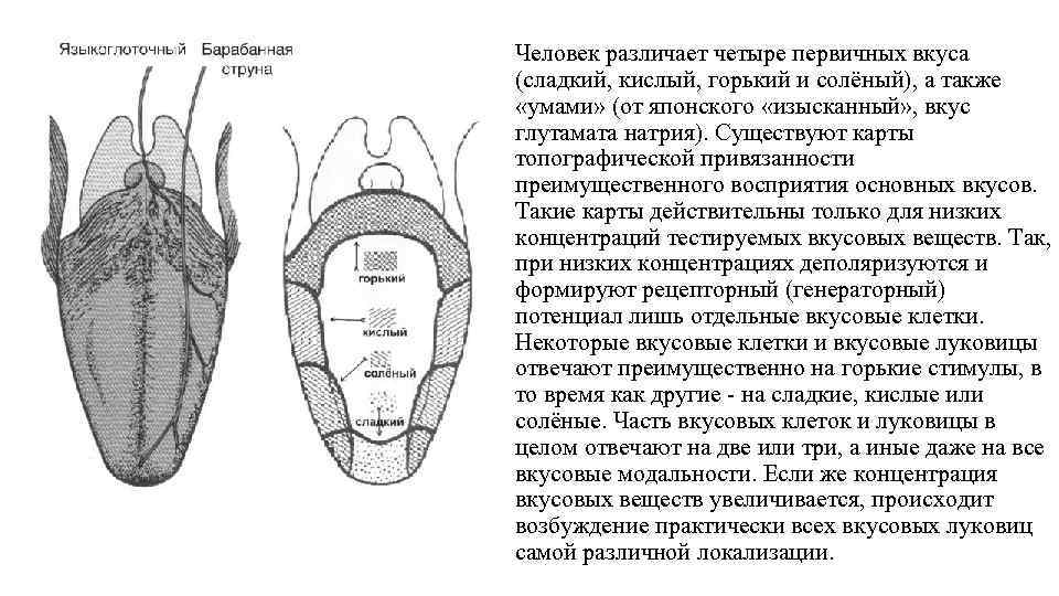 Человек различает четыре первичных вкуса (сладкий, кислый, горький и солёный), а также «умами» (от