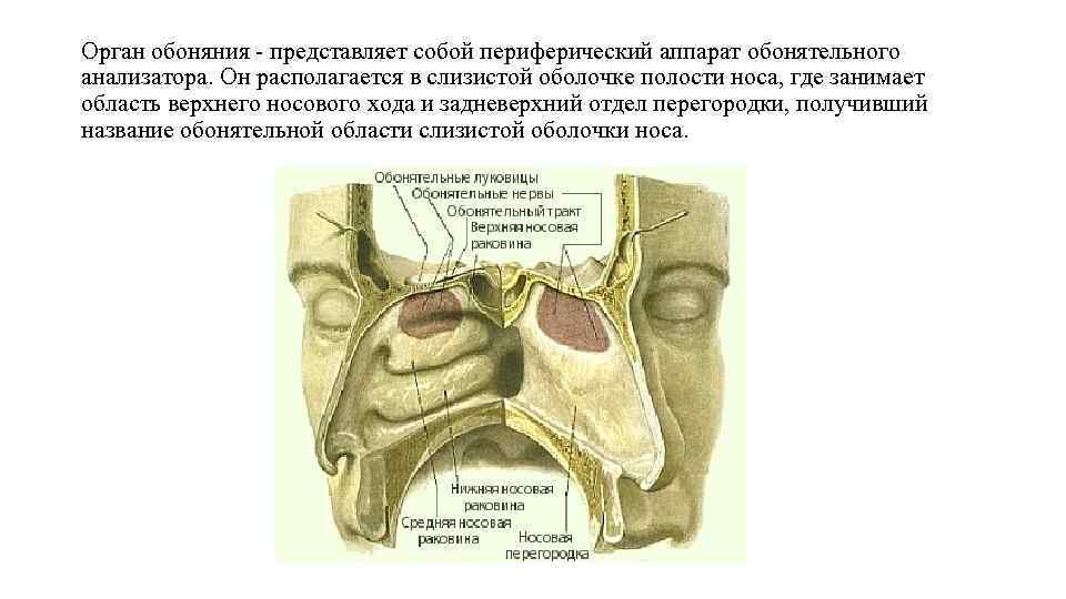 Орган обоняния представляет собой периферический аппарат обонятельного анализатора. Он располагается в слизистой оболочке полости