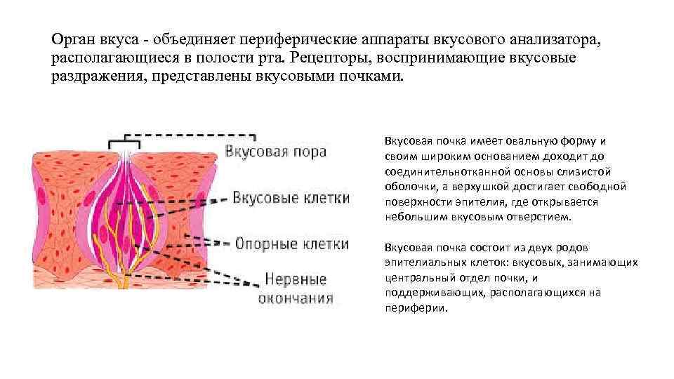 Орган вкуса объединяет периферические аппараты вкусового анализатора, располагающиеся в полости рта. Рецепторы, воспринимающие вкусовые