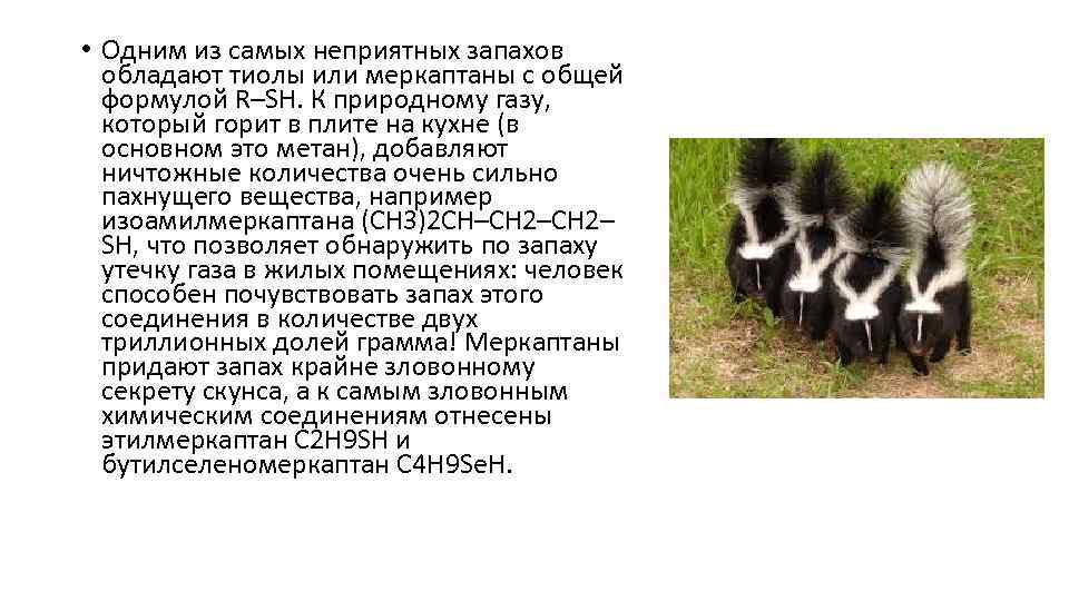  • Одним из самых неприятных запахов обладают тиолы или меркаптаны с общей формулой