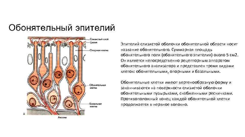 Эпителий слизистой оболочки обонятельной области носит название обонятельного. Суммарная площадь обонятельного поля (обонятельного эпителия)