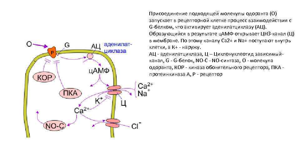 Присоединение подходящей молекулы одоранта (О) запускает в рецепторной клетке процесс взаимодействия с G-белком, что