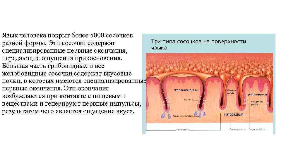 Язык человека покрыт более 5000 сосочков разной формы. Эти сосочки содержат специализированные нервные окончания,