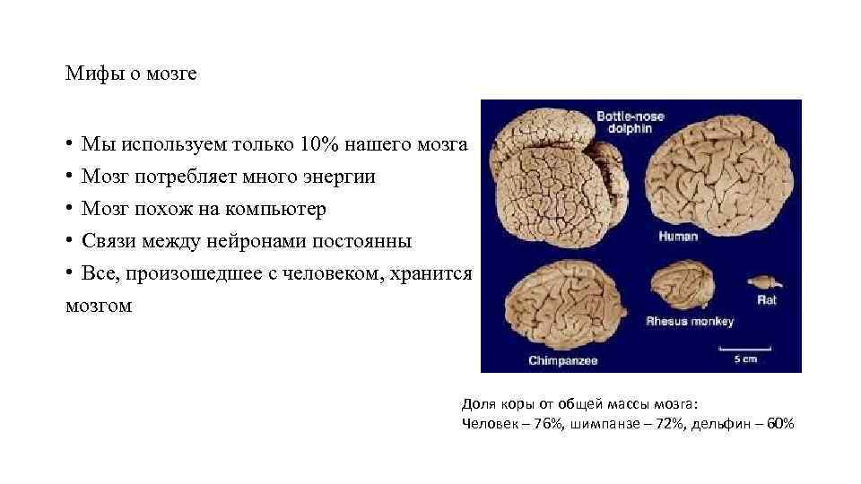 Мифы о мозге • Мы используем только 10% нашего мозга • Мозг потребляет много