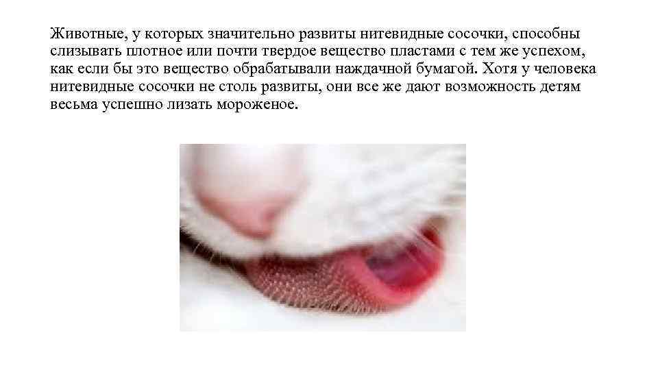 Животные, у которых значительно развиты нитевидные сосочки, способны слизывать плотное или почти твердое вещество