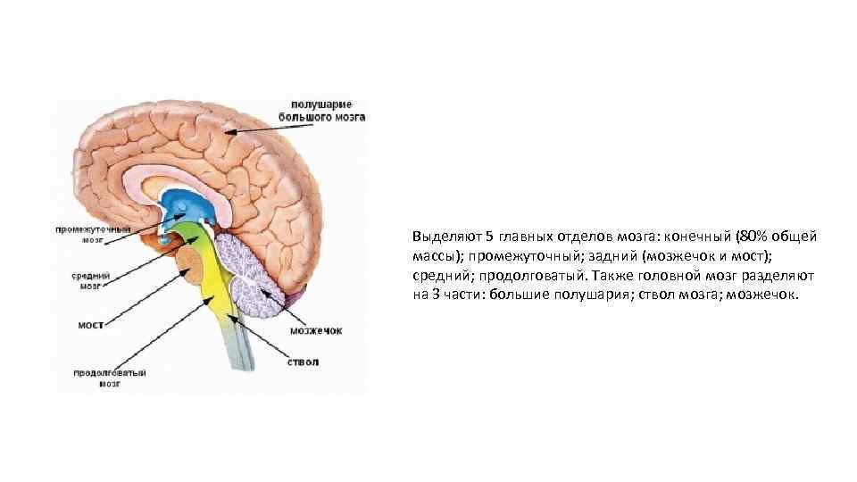 Выделяют 5 главных отделов мозга: конечный (80% общей массы); промежуточный; задний (мозжечок и мост);