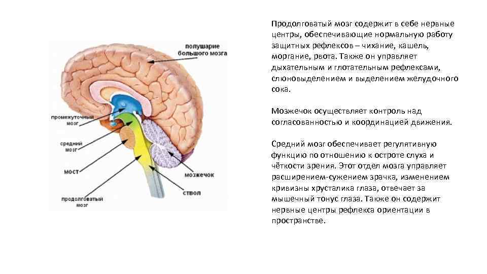 Рефлекторные центры головного мозга