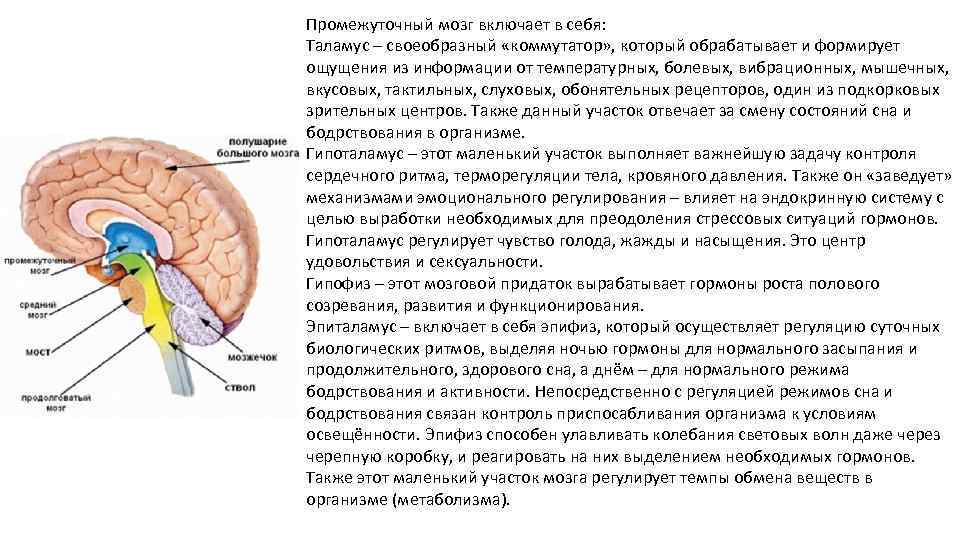 Промежуточный мозг включает в себя: Таламус – своеобразный «коммутатор» , который обрабатывает и формирует