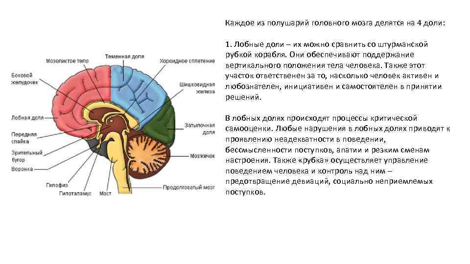 Головной мозг сагиттальный разрез рисунок с обозначениями