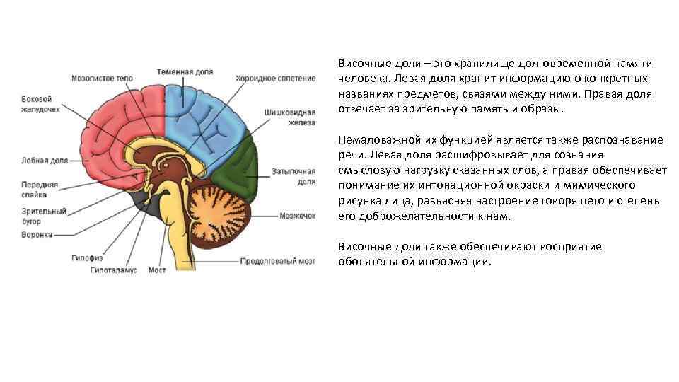 Височные доли – это хранилище долговременной памяти человека. Левая доля хранит информацию о конкретных
