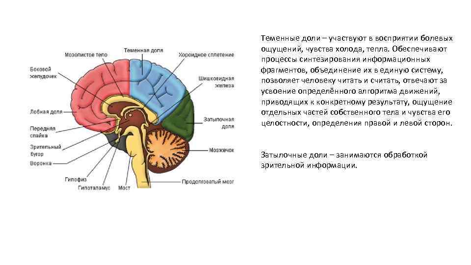 Теменные доли – участвуют в восприятии болевых ощущений, чувства холода, тепла. Обеспечивают процессы синтезирования
