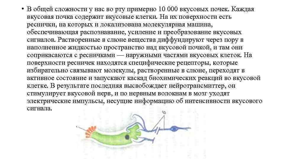  • В общей сложности у нас во рту примерно 10 000 вкусовых почек.