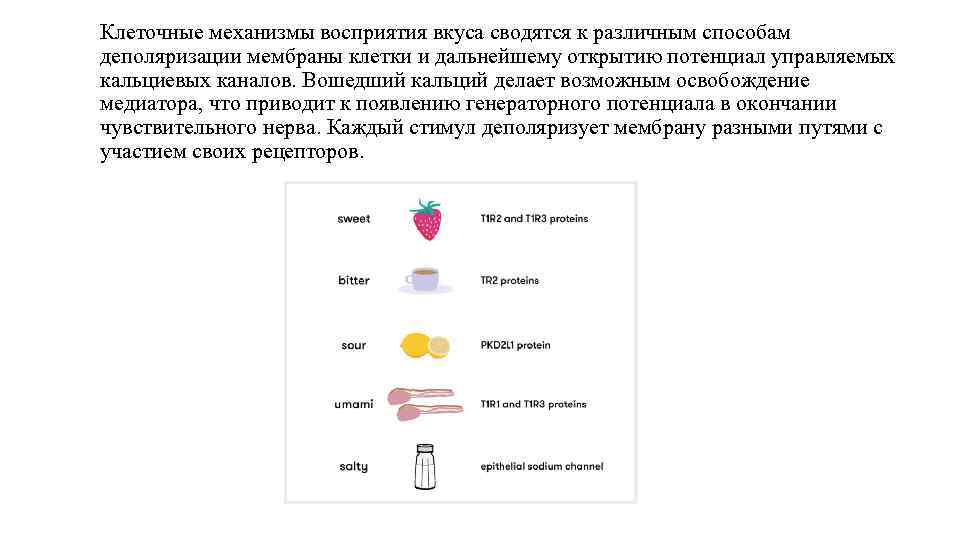 Клеточные механизмы восприятия вкуса сводятся к различным способам деполяризации мембраны клетки и дальнейшему открытию