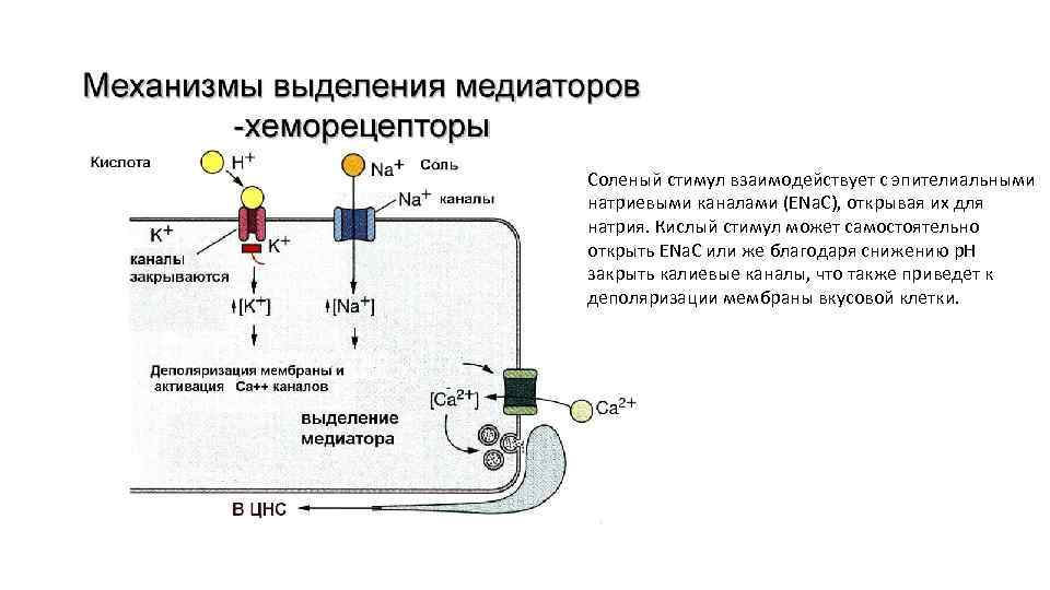 Соленый стимул взаимодействует с эпителиальными натриевыми каналами (ENa. C), открывая их для натрия. Кислый
