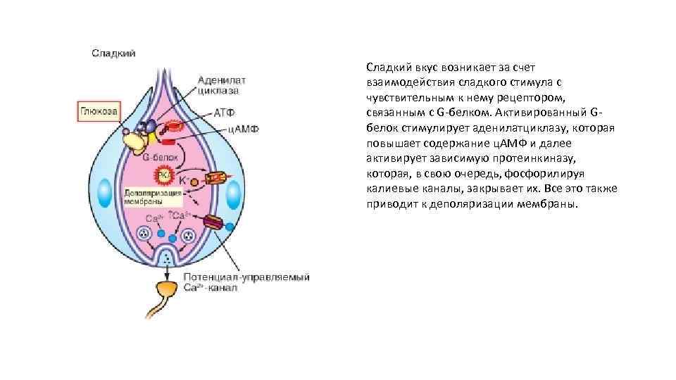 Сладкий вкус возникает за счет взаимодействия сладкого стимула с чувствительным к нему рецептором, связанным
