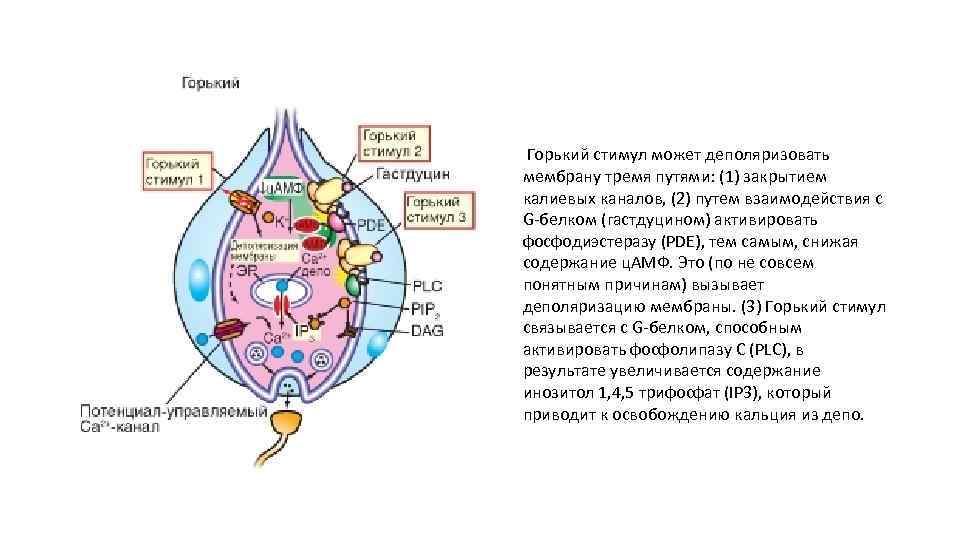 Горький стимул может деполяризовать мембрану тремя путями: (1) закрытием калиевых каналов, (2) путем взаимодействия