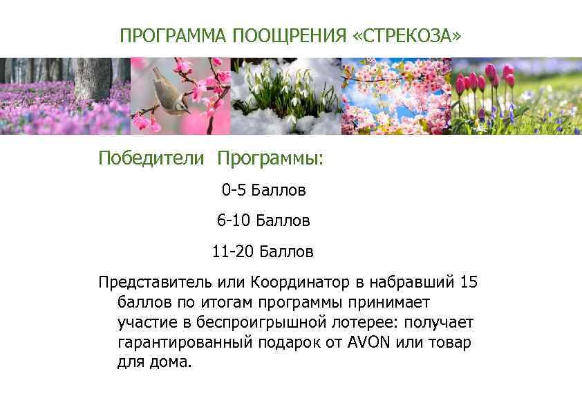 ПРОГРАММА ПООЩРЕНИЯ «СТРЕКОЗА» Победители Программы: 0 -5 Баллов 6 -10 Баллов 11 -20 Баллов