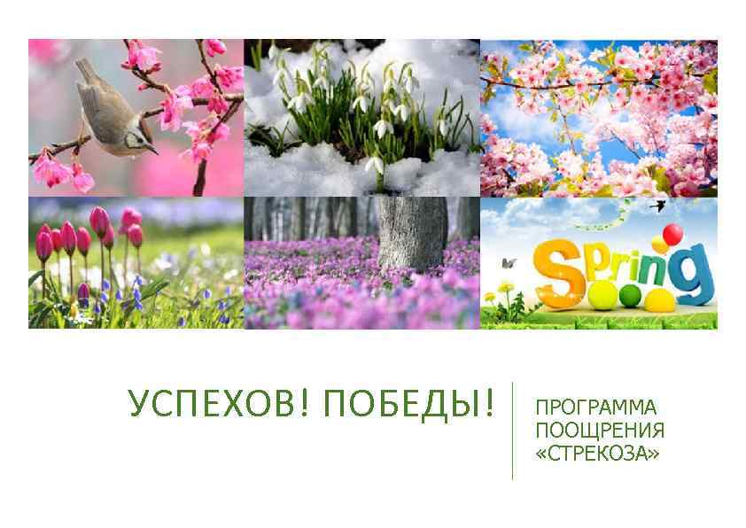 УСПЕХОВ! ПОБЕДЫ! ПРОГРАММА ПООЩРЕНИЯ «СТРЕКОЗА» 