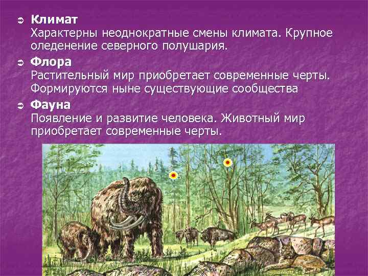 Ü Ü Ü Климат Характерны неоднократные смены климата. Крупное оледенение северного полушария. Флора Растительный