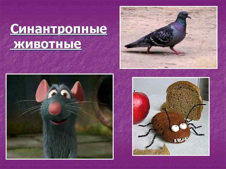 Синантропные животные 