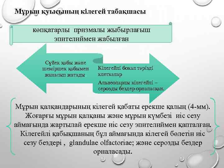 Мұрын қуысының кілегей табақшасы көпқатарлы призмалы жыбырлағыш эпителиймен жабылған Сүйек қабы және шеміршек қабымен