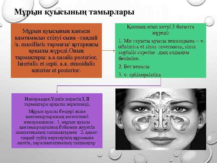 Мұрын қуысының тамырлары Мұрын қуысының қанмен қамтамасыз етілуі сына –таңдай /a. maxillaris тармағы/ артериясы