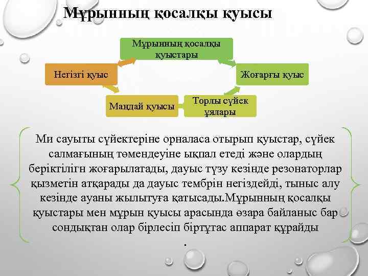 Мұрынның қосалқы қуысы Мұрынның қосалқы қуыстары Негізгі қуыс Жоғарғы қуыс Маңдай қуысы Торлы сүйек