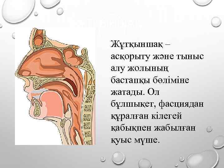 ЖҰТҚЫНШАҚ Жұтқыншақ – асқорыту және тыныс алу жолының бастапқы бөліміне жатады. Ол бұлшықет, фасциядан