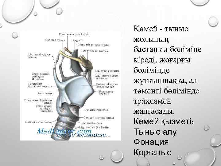 Көмей - тыныс жолының бастапқы бөліміне кіреді, жоғарғы бөлімінде жұтқыншаққа, ал төменгі бөлімінде трахеямен