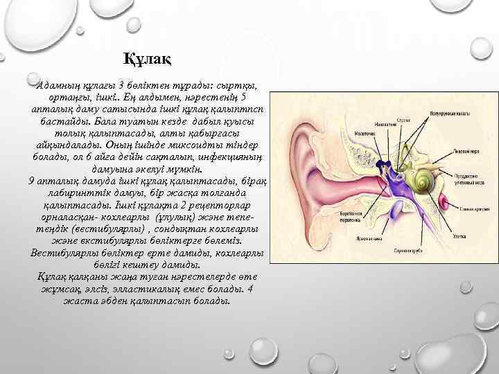 Құлақ Адамның құлағы 3 бөліктен тұрады: сыртқы, ортаңғы, ішкі. . Ең алдымен, нәрестенің 5