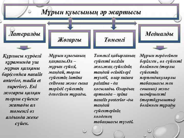 Мұрын қуысының әр жартысы Латералды Құрлысы күрделі құрамында үш мұрын қалқаны бар(conhca nasalis anterior,